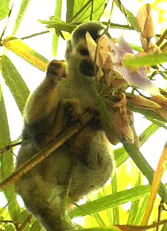 Monkey