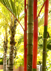 Palms